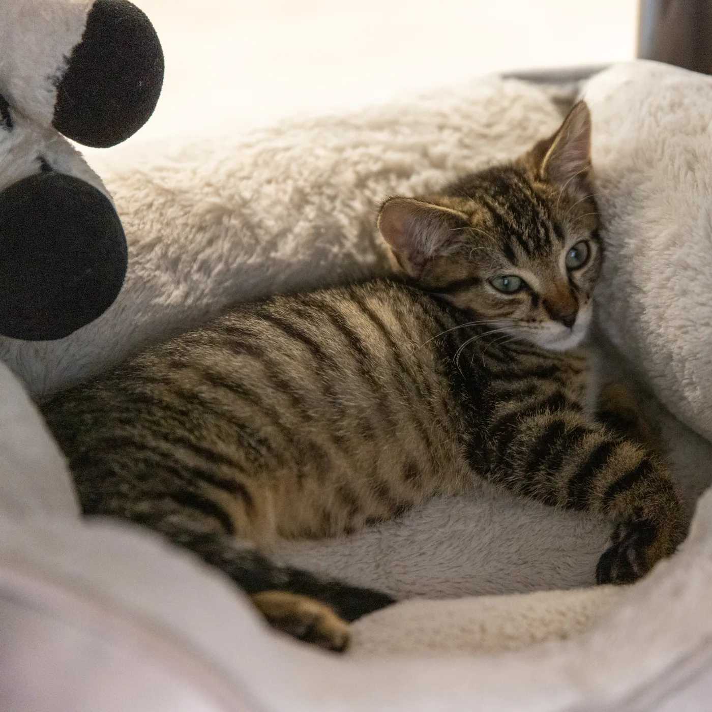 Favorite Grapevine Animal Shelter Pet Portraits — photo 4